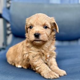 Phoenix - Wheaten male Miniature Schnauzer puppy in Independence, Missouri from Crown Schnauzers KC