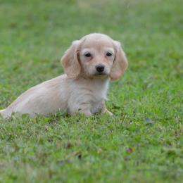 Cream girl 1 - Cream female Dachshund puppy in Paris, Texas from Michel Creek Kennel