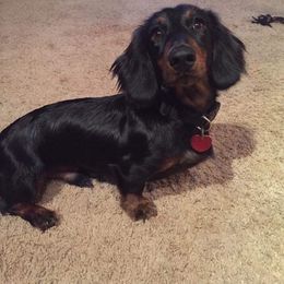 Uno - Dachshund