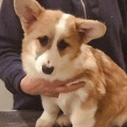 Pembroke Welsh Corgi and Swedish Vallhund Puppies from Denise Hawkins