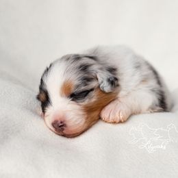 Australian Shepherd Puppies from Lilyoaks Australian Shepherds