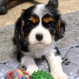 Abel - Tri-color male Cavalier King Charles Spaniel puppy in Key Largo, Florida from Island Breeze Cavaliers