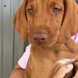 Vizsla Puppies from Wint Smith Vizslas