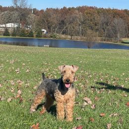 Hope - Welsh Terrier