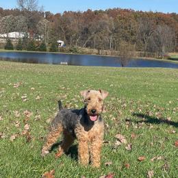 Hope - Welsh Terrier