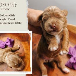 Dorothy - Red  female Goldendoodle puppy in Hilton, New York from The House of Goldendoodle