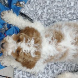 Goldendoodles and Poodles from KB Doodles