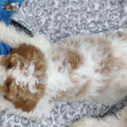 Goldendoodles and Poodles from KB Doodles