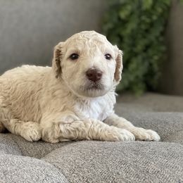Poodle Puppies from Home of Doodles