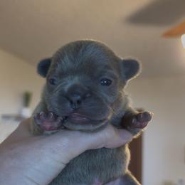 Blue Brindle Girl (Nebula and Saga) - Brindle female French Bulldog puppy in Gulf Breeze, Florida from SW Frenchies