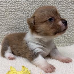 Pembroke Welsh Corgi puppies from M&J Country Kennels