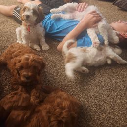 Cavapoo and Poodle Puppies from Salt Creek Doodles