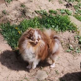 L - Pomeranian