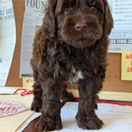 Alibi - Chocolate male Australian Labradoodle puppy in Valley Springs, California from Blue Denim Doodles
