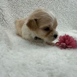 Black collar - Apricot female Maltipoo puppy in Denair, California from 209PuppiesCaliforniaMaltipoo