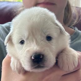 Padme' - White female Great Pyrenees puppy in Murfreesboro, Tennessee from Storybook Tails Farm