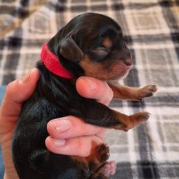 Red boy - Black and tan male Cavalier King Charles Spaniel puppy in Medford, Oregon from Country Chic Cavaliers