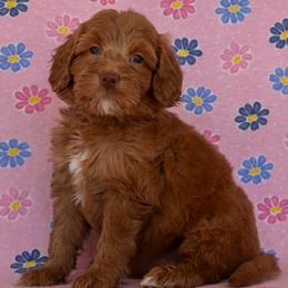 Female 2 of 2 - Apricot female Goldendoodle puppy in Macedon, New York from Toodles Goldendoodles