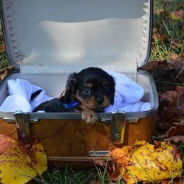 Declan - Black and tan male Cavalier King Charles Spaniel puppy in Resaca, Georgia from Freeman's Royal Cavaliers