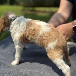 Brittany Puppies from Rocking L Farms