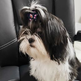 Raven - Shih Tzu