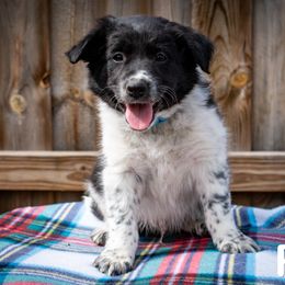Plot - male Sporty Mix puppy in Oshkosh, Wisconsin from Turbo Border Collies & Sporty Companion Crosses