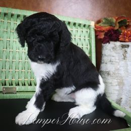 Girl 6 - Parti Poodle puppy in Sarver, Pennsylvania from Pemper House Poodles