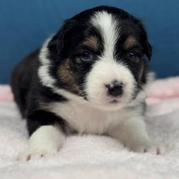 Cashew - Black tri-color female Australian Shepherd puppy in Wrightstown, New Jersey from Hartzland Farm Australian Shepherds