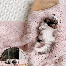 Lena - Tri-color female Bernedoodle puppy in Cold Spring, Minnesota from A.N.A. Doodles