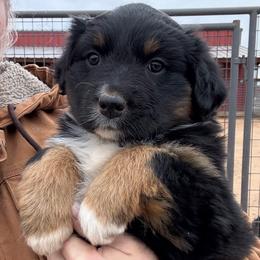Fanta - Black tri-color female Australian Shepherd puppy in Wichita Falls, Texas from Spotted Mule Aussies