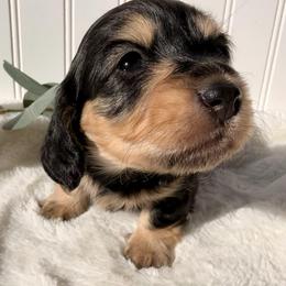 Black and Cream - Black and cream female Dachshund puppy in Nampa, Idaho from Long_and_Low_Dachshunds