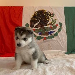 Siberian Husky Puppies from AVADAR Siberians