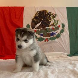 Siberian Husky Puppies from AVADAR Siberians