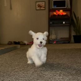 Miniature Schnauzer Puppies from Cali Sun-kissed Schnauzers