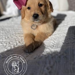 Girl 2 - Cream female Goldendoodle puppy in Fayetteville, Arkansas from Silver Hill Farm