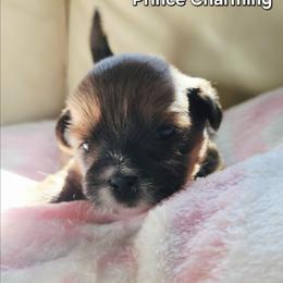 Prince Charming - Red gold male Lhasa Apso puppy in Jefferson, New York from Absolute Lhasa Love