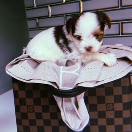 Boy 2 - Yorkshire Terrier puppy from Behrens_Beauties