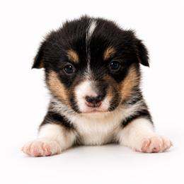 Lulu - Black and tan female Pembroke Welsh Corgi puppy in Aumsville, Oregon from West Coast Corgi