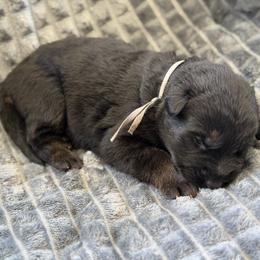 Fara - Black and red female German Shepherd puppy in Medical Lake, Washington from Nine Realms German Shepherds