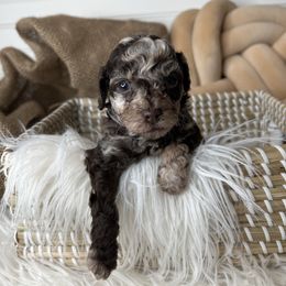 Simon - Chocolate and white male Havapoo puppy in from Pink Poodles and Doodles
