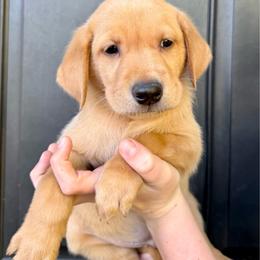 Anthony - Yellow male Labrador Retriever puppy in Great Falls, Montana from Yogo Point Kennels