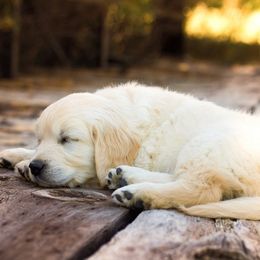 Golden Retriever Puppies from Golden Retriever Street