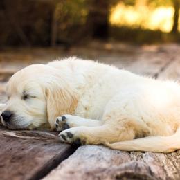 Golden Retriever Puppies from Golden Retriever Street