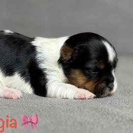 Georgia Ann - Black tan and white female Biewer Terrier puppy in Cartersville, Georgia from Alpha Tiny Paws