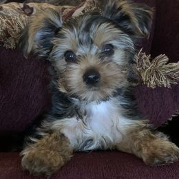 Yorkshire Terrier Puppies from YorkiStars