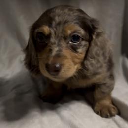 Tank - Dapple male Dachshund puppy in Brandon, Florida from Knights Dachshunds