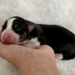 Girl 2 - Tri-color female Border Collie puppy in Morriston, Florida from Garcia Family Farms
