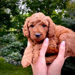 Fin - Red  male Goldendoodle puppy in Sugar City, Idaho from Idaho Sugar Doodle Pups