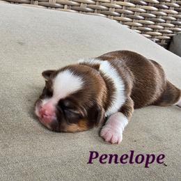 Penelope - Tricolor female Shih Tzu puppy in Turbotville, Pennsylvania from Melanie's Little Lions