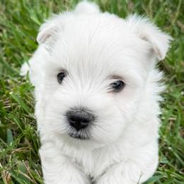 Sammy - White male West Highland White Terrier puppy in Maryville, Missouri from The West Acres